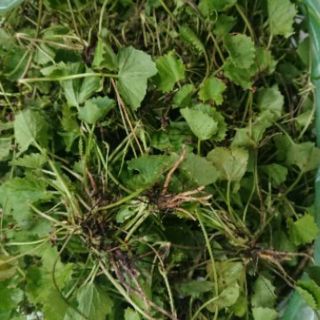 Rau má lá nhỏ còn gốc làm giống (250g)(10 đến 12 gốc)