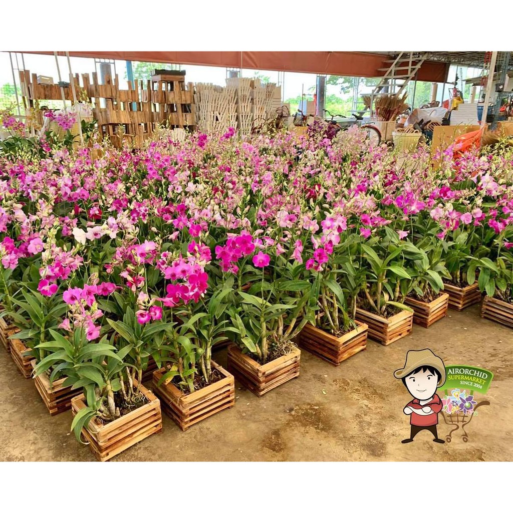 Lan giống dendro nhiều màu cao 15-20cm