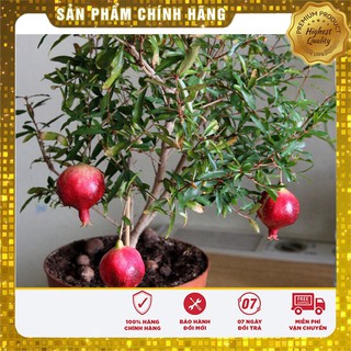 Hạt Giống Cây Lựu Lùn Đỏ 5-10 hạt