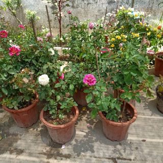 Hoa hồng nhập ngoại