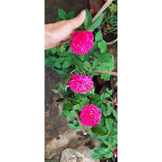 Hoa hồng chậu tường vi