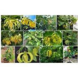Cây Hoa Dẻ cây bầu lớn, đang hoa, như hình , cây đẹp, giống chuẩn