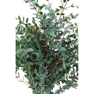50h hạt giống cây lá bạc lá kiếm nhỏ