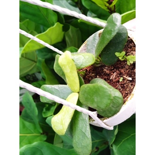 Cẩm cù vuông -  Hoya Square Leaf