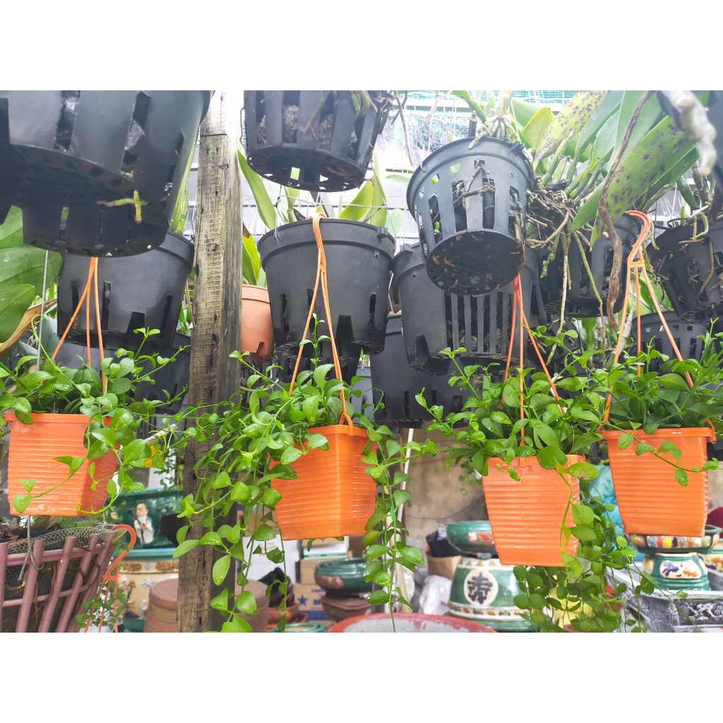 Cây đô la (ảnh thật)