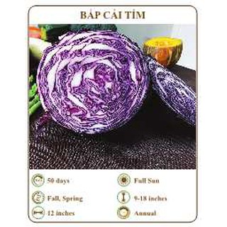 Hạt giống Bắp cải tím - THE XANH