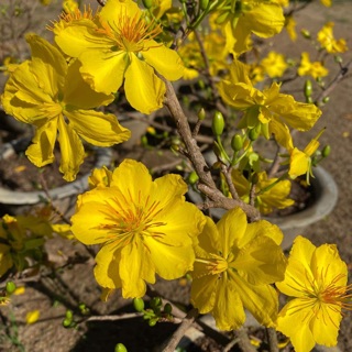 Hoa mai dảo lá gai