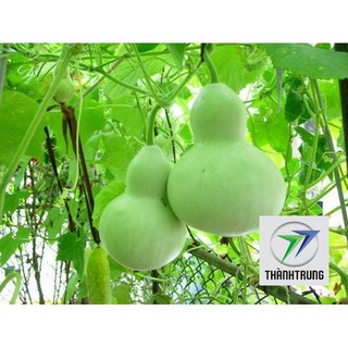 Hạt giống bầu hồ lô 10 hạt THANH TRUNG