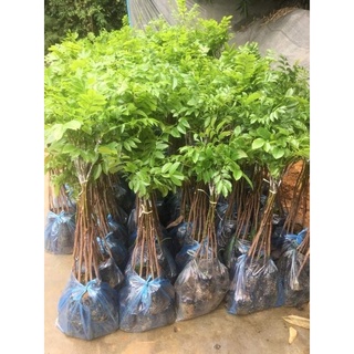 cây trám đen lùn nhanh cho quả