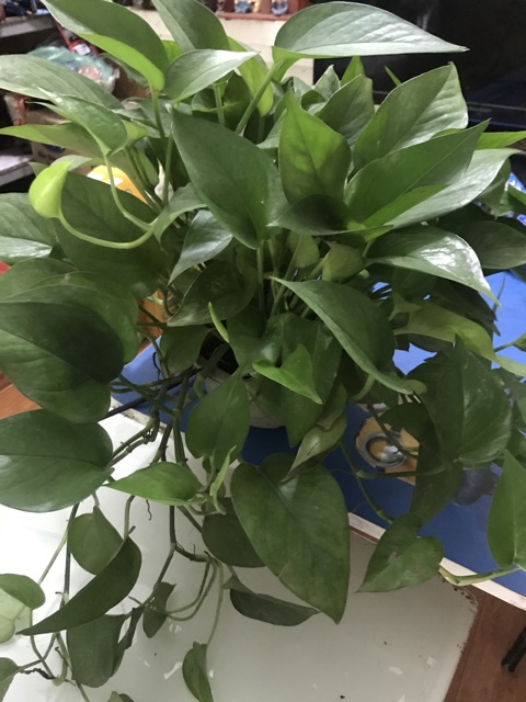Trầu bà lá xanh