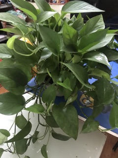 Trầu bà lá xanh (trầu bà thái)