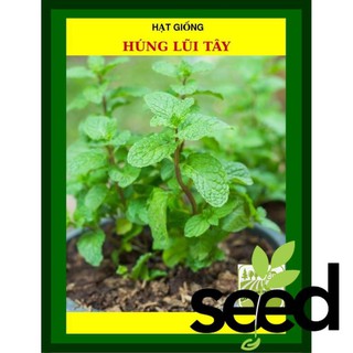 [SỨC SỐNG TỐT, NHIỀU MẦM] 3090 Hạt -  Hạt Giống Rau Húng Lủi Tây