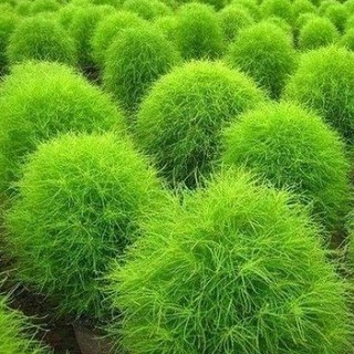 HẠT GIỐNG CỎ ĐỔI MÀU