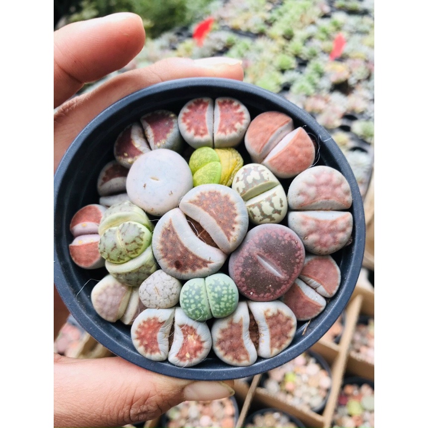 SEN THẠCH LAN, SEN ĐÁ  MÔNG SIÊU CUTE, LITHOPS NHIỀU MÀU SẮC