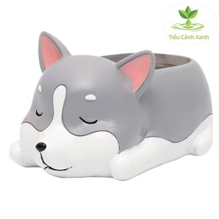 Chậu cây Husky ngủ say
