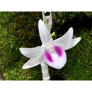 Hoa phong lan -5ct hiển oanh