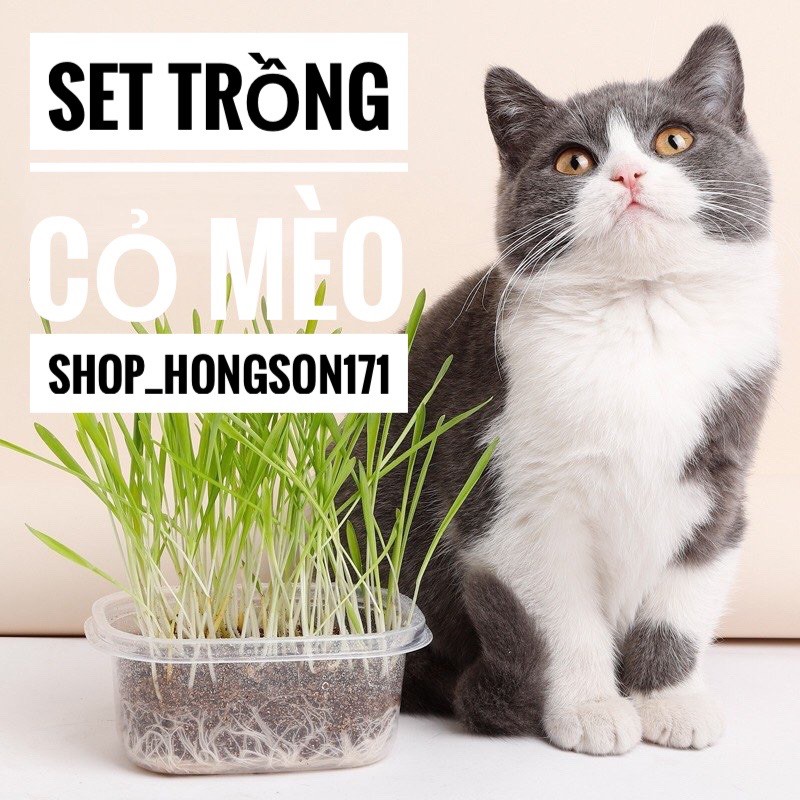 Set trồng cỏ mèo tại nhà