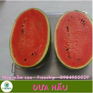 Hạt giống dưa hấu f1 thái lan - 10 hạt