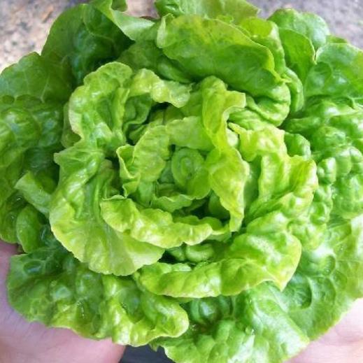 500 Hạt Giống Xà Lách Mỡ – Lá Mềm, Giòn Ngọt, Dễ Trồng, Tỷ Lệ Nảy Mầm Cao Hàng CTY