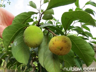 CÂY CHAY GIỐNG SIÊU QUẢ SIÊU NĂNG SUẤT0