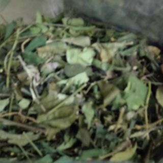 Chè vằng lá sẻ - Nghệ An