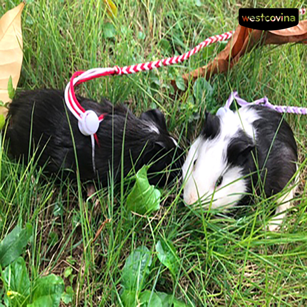 Dây Dắt Thú Cưng Đi Dạo Cỡ Nhỏ 1.4 / 2m