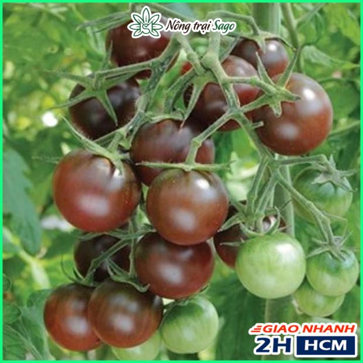 Hạt giống Cà Chua Cherry Đen Lai F1 - Cây Sinh Trưởng Vô Hạn, Trồng Quanh Năm