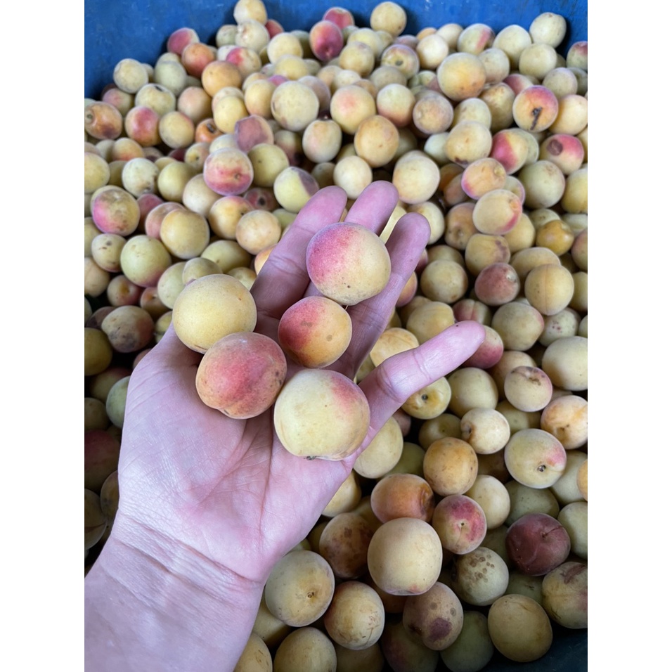 Omai  Mơ sấy dẻo chua ngọt XMT  - hũ 500gram- - Đặc Sản Tây Bắc