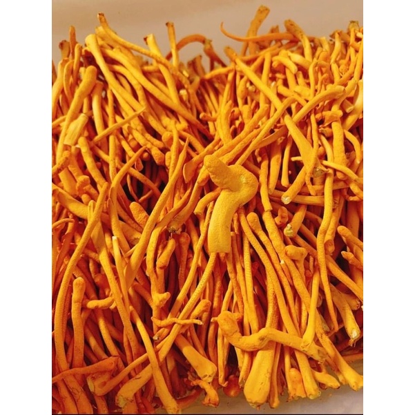 [Lọ 50g] Đông Trùng Hạ Thảo Học Viện Hậu Cần sấy thăng hoa cao cấp