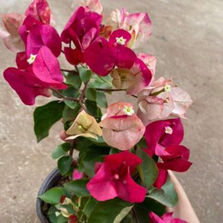 Cây hoa giấy đổi màu nhập ngoại