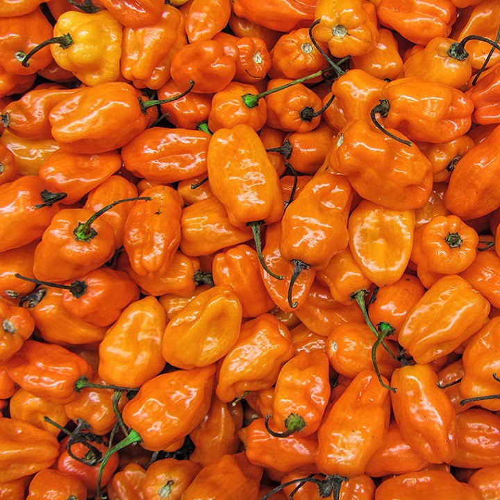 [Hạt giống Mỹ] Hạt giống ớt siêu cay Mỹ Habanero màu cam - tỷ lệ nảy mầm 90%