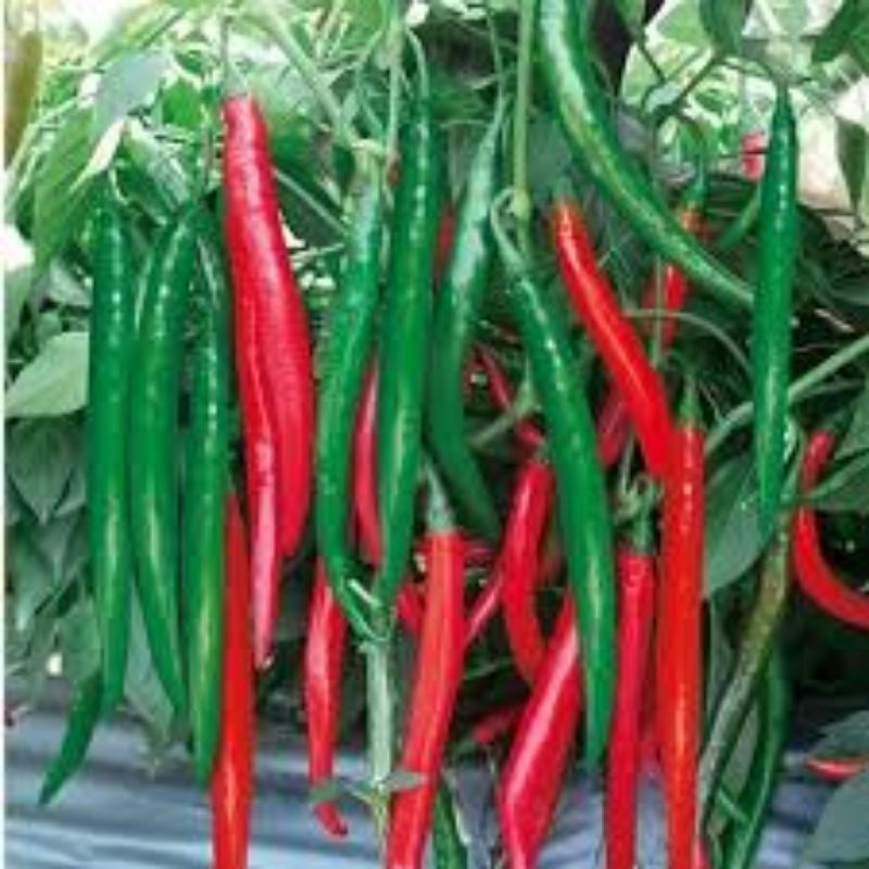 HẠT GIỐNG ỚT CHỈ ĐỊA RD788