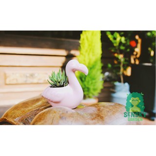 Cây Móng Rồng Mini Size