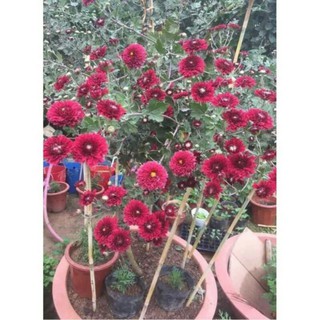 Cúc cổ sơn la cây thân gỗ sống lâu năm cây đang nụ