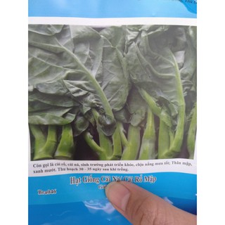 1KG Hạt Giống Cải Ná/ Cải Rổ Mập (| Z1*W55)