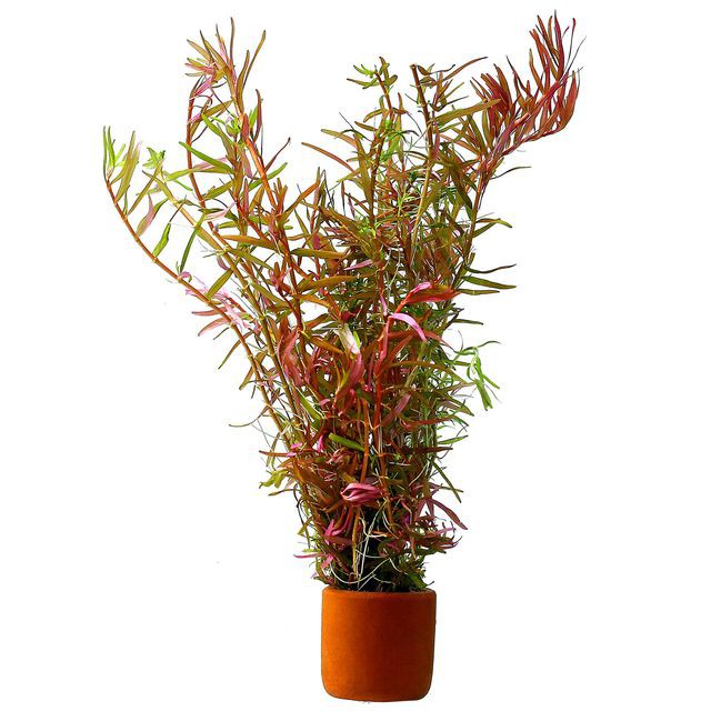 Cây thủy sinh Rotala sp &quot;H'Ra&quot; ( lá cạn)