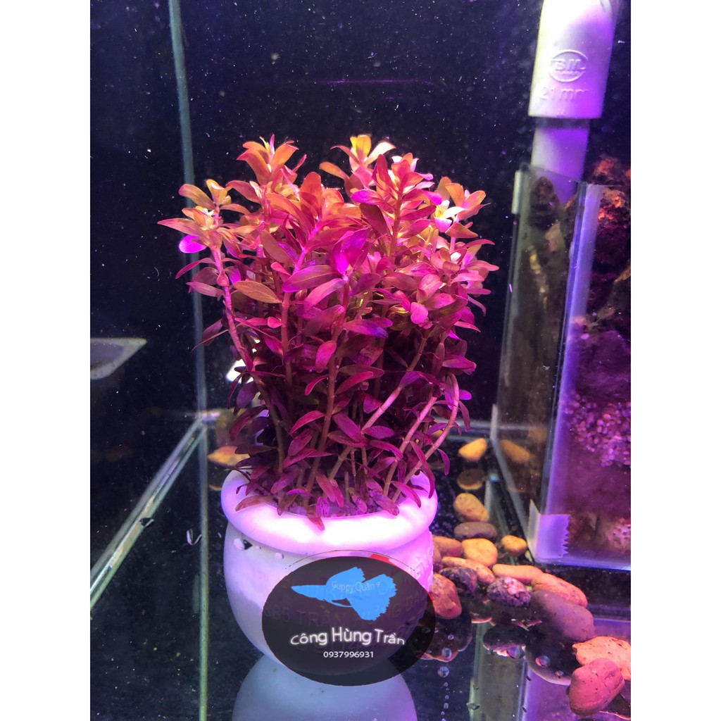 Cây Thủy Sinh Rotala Colorata