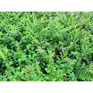 Cây cẩm tú mai