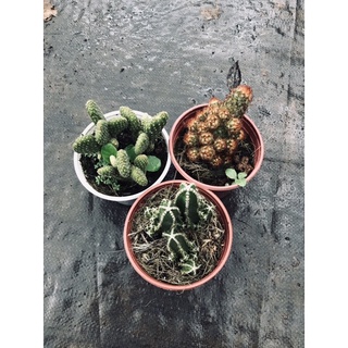 Xương rồng thanh Sơn trung