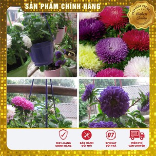 Hạt giống hoa cúc đại Nhiều màu gói  ( 50 HẠT)