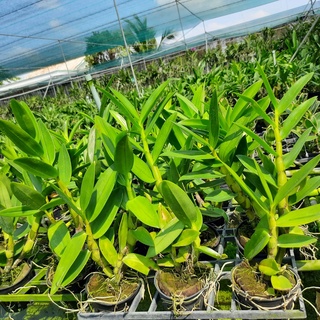 Hoa Lan Dendro Nắng Thỏ Tím