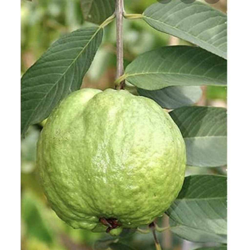 Ổi Nữ Hoàng Giòn Ngọt, Giàu VitaminC - 1Kg - FoodMap Fruits [TẶNG GÓI MUỐI ỚT HANABERO 7Gr]