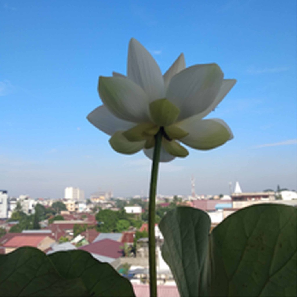 dealonlineot.vn