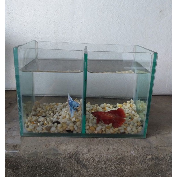 Hồ cá, bể cá beta 2 ngăn, hồ cá cảnh thủy sinh