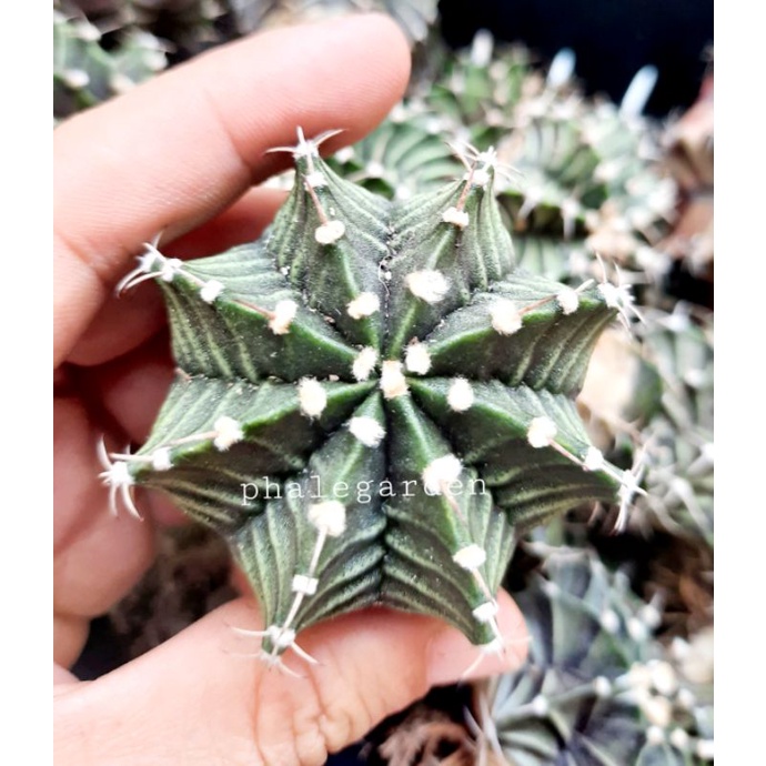 Xương rồng Lb lai đẹp size 4-5,5cm