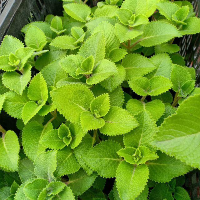 Gói 100 hạt giống cây húng chanh