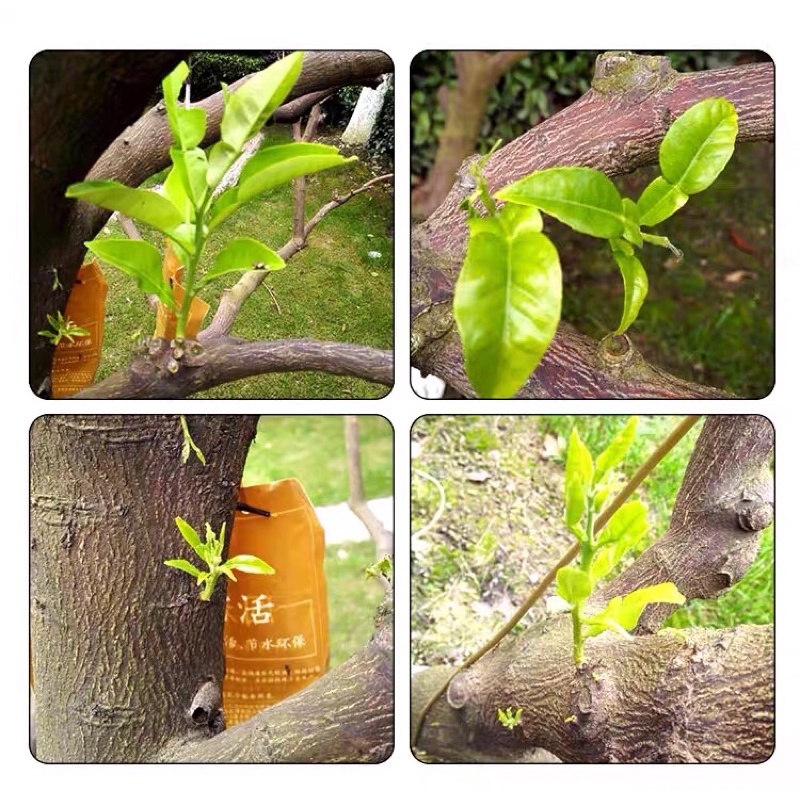 túi 1 lít dịch truyền dinh dưỡng cho cây