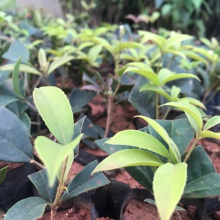 Cây hoa mộc hương giống