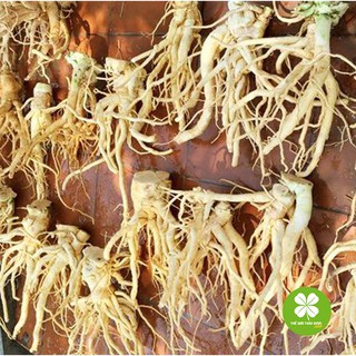 Rễ đinh lăng khô (gói 1kg) - TD049