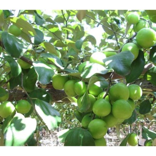 Cây giống táo, ổi